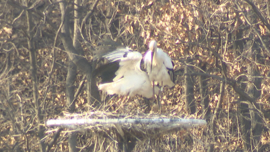예산황새공원에 방사된 17마리 황새들 중 일부가 짝을 맺어 애정행각을 벌이고 있다. /사진제공=문화재청