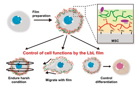 줄기세포 혈액안에서 오래 살게하는 나노 박막기술 개발