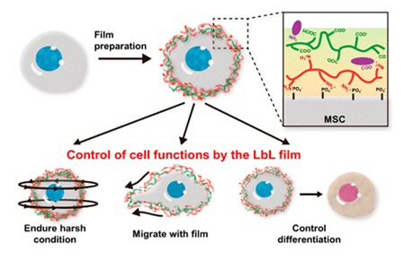 중간엽 줄기 세포를 감싸는 나노 박막(위쪽)과 기대할 수 있는 효과(아래쪽)에 대한 모식도./사진=한국연구재단