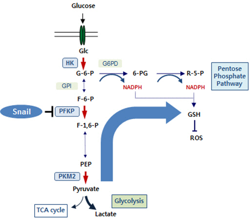 스네일은 PFKP를 전사 억제시키면 당 대사의 흐름이 호기성 해당 작용에서 5탄당 인산경로로 바뀐다. /사진=한국연구재단