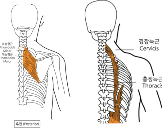 능형근, 흉추기립근 해부학 사진