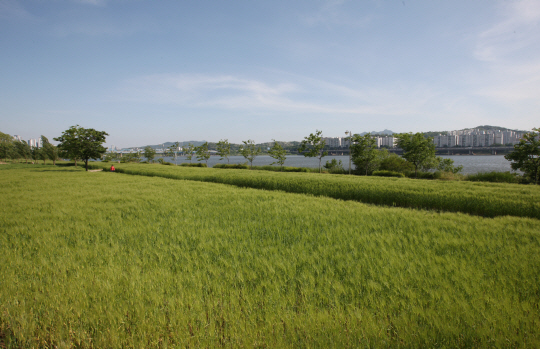 이촌한강공원에서는 1만㎡ 규모에 달하는 청보리밭이 조성돼 있다