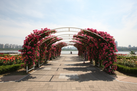 가장 화려한 꽃인 장미는 뚝섬 장미원에서 즐길 수 있다.