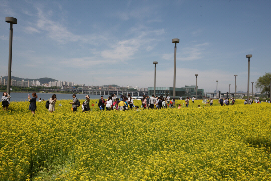 유채꽃으로 가득한 서래섬(서울 반포)의 풍경