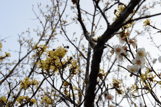 [휴-'산수유의 고향' 구례] 白·黃·紅...3色의 봄을 만나다
