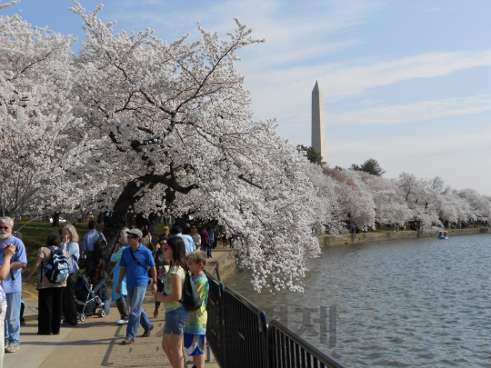 워싱턴 벚꽃 축제의 그늘