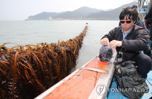 동거차도 인근 해상에서 세월호 인양업체 상하이 샐비지 측 보험 관계자가 세월호 인양 때 유출된 기름으로 피해를 입은 미역 양식장에서 미역 샘플을 채취하고 있다./연합뉴스