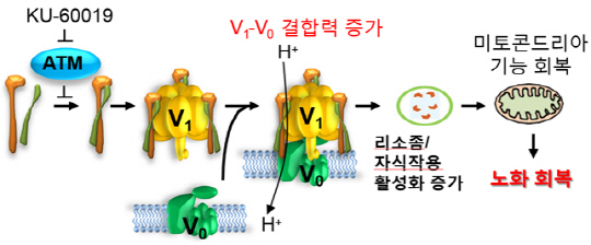 KU-60019는 ATM 단백질의 인산화 활성을 억제해 vATPase의 인산화 감소를 통해 리소좀의 활성 증가 를 유도하고, 미토콘드리아의 기능 회복을 유도해 노화 세포의 기능을 회복시킨다./사진=DGIST