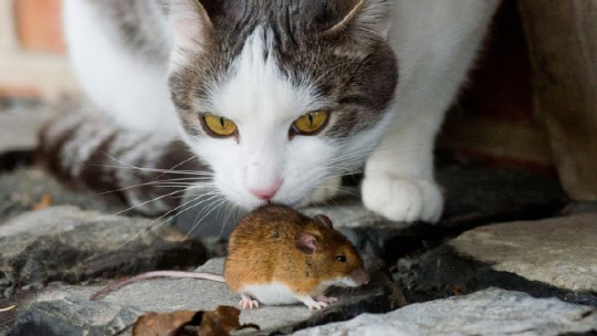 집 쥐들은 전 세계에 걸쳐 인간 거주지에서 산다. /사진=BBC