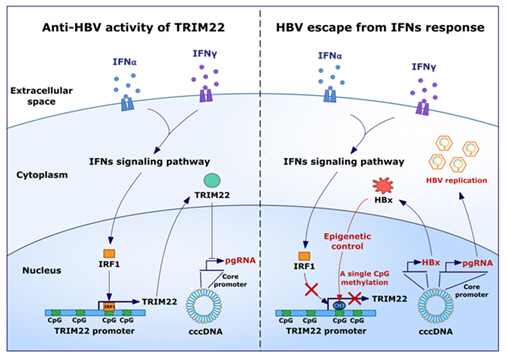 B형 간염바이러스의 HBx라는 단백질이 이 인체내 항비아러스 단백질인 TRIM22의 발현을 막음으로써 만성 감염을 일으킨다./사진=한국연구재단