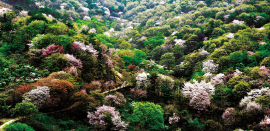 비단고을 산꽃축제가 열리게 될 금산군 군북면 산안리 보곡산골. 사진제공=금산군