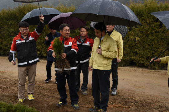 김용하(사진 오른쪽 첫번째)산림청 차장이 정선임계양묘장 묘포장에서 소나무묘목 생장상태를 점검하고 있다. 사진제공=산림청