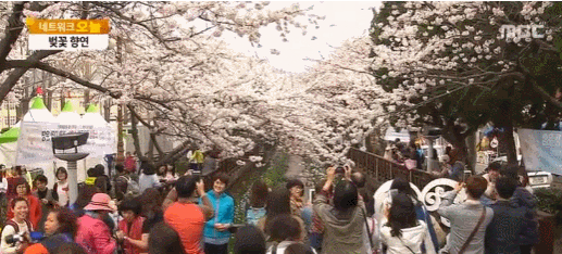 전국 최대 봄꽃 축제 '진해군항제' 개막...열흘 간 진행