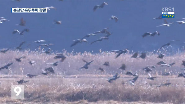 '천연기념물 228호' 순천만 흑두루미, 시베리아로 모두 이동