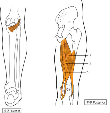 슬와근, 햄스트링 해부학 사진