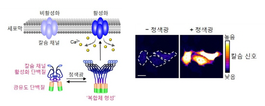 허원도 교수팀은 청색광에 반응해 복합체를 형성하는 식물의 단백질과 인간의 칼슘 채널 활성화 단백질을 결합시킴으로써 청색광을 쬐었을 때 복합체를 형성, 세포막의 칼슘 채널을 활성화시키는 융합 단백질을 개발했다(그림 왼쪽). 실제 이 단백질을 적용한 세포에 청색광을 쪼이면 칼슘 농도가 높아지는 것을 확인할 수 있다(오른쪽).