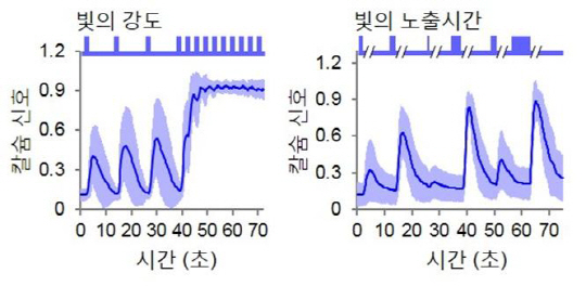 허 교수가 개발한 원천기술의 특장점은 빛의 강도와 노출시간에 따라 세포 내 유입되는 칼슘의 농도를 정밀하게 조절할 수 있다는 점이다.