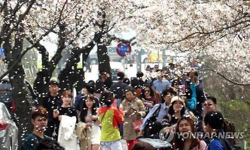지난 해 벚꽃이 만개한 서울 여의도 윤중로에 시민들이 벚꽃축제를 즐기고 있다. /연합뉴스