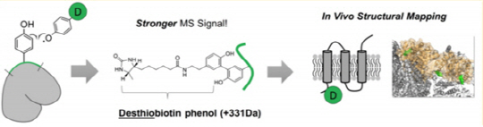 디싸이오바이오틴(D)-페놀은 과산화효소 반응에 의해 라디칼이 되고, 주변 단백질 표면에 있는 타이로신기에 결합한다. /사진=UNIST