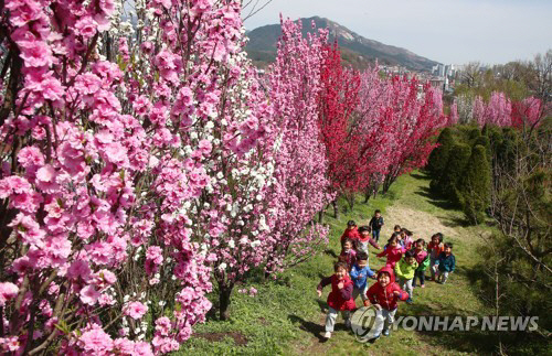 홍도화, 진홍빛 아름다운 꽃...금산에서 23일 축제 열려