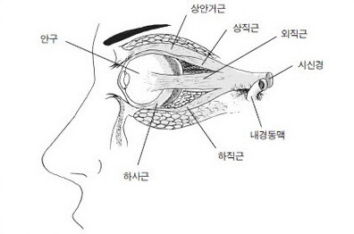 ▲ 눈의 내부구조. 눈 근육들이 안구를 감싸고 수정체의 두께를 조절한다