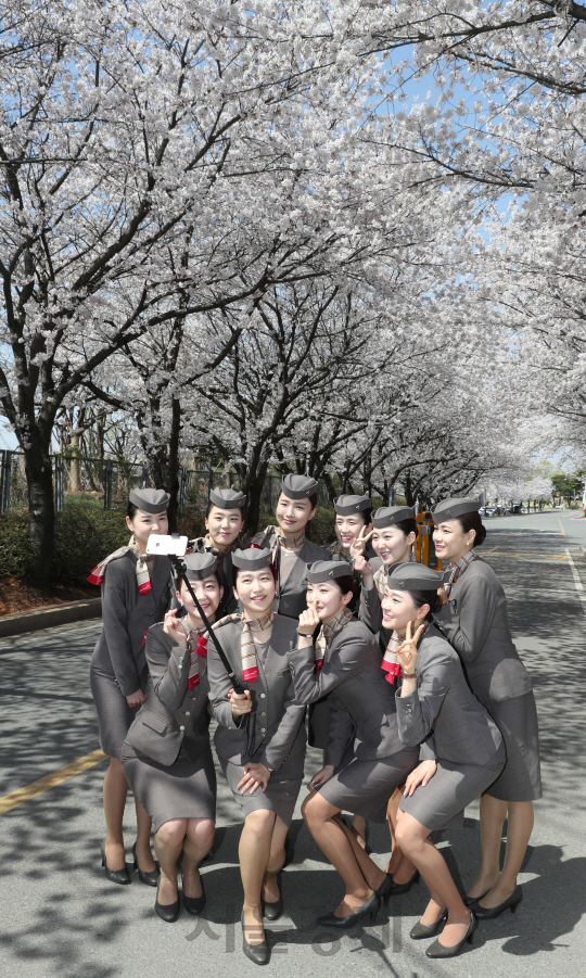 서울 강서구 오쇠동 아시아나항공 본사에서 A380 기종훈련을 마친 여성 승무원들이 동료들과 함께 만개한 벚꽃을 배경으로 기념 사진을 촬영하고 있다. 아시아나항공 본사 주변에 430그루의 벚꽃나무가 식재돼 있어 매년 봄이면 하얀 벚꽃물결로 장관을 이룬다./이호재기자.s020792@sedaily.com