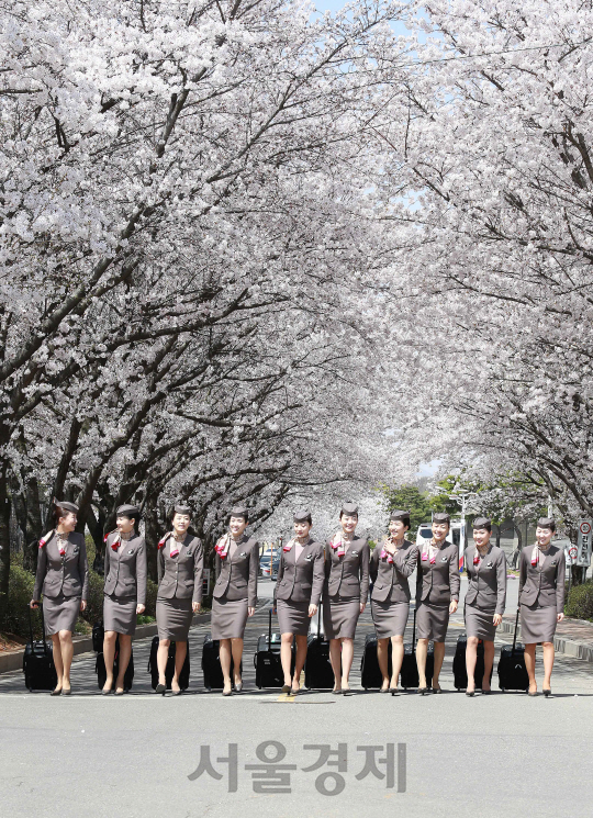 아시아나항공 객실 승무원들이 12일 서울 강서구 아시아나항공 본사에 만개한 벚꽃길을 걸어 출근 하고 있다./사진제공=아시아나항공