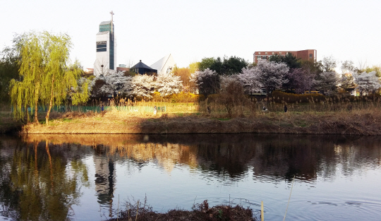 지난 9일, 양재천을 따라 늘어선 벚나무 가지들에 벚꽃이 팝콘처럼 폭발했다. 분당을 가로질러 흐르는 탄천 미금교 부근에서 시작하는 벚꽃의 대오(隊伍)가 마침내 북으로 향했다.