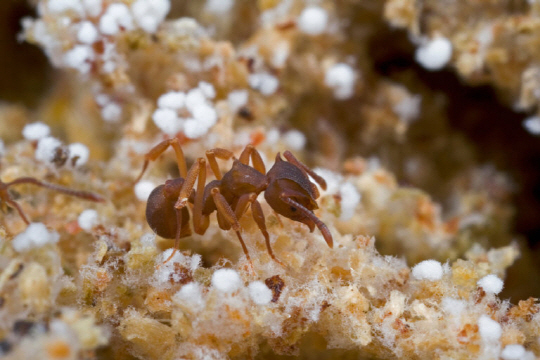 [헬로 사이언스] 농사꾼 개미, 진화의 비밀은?