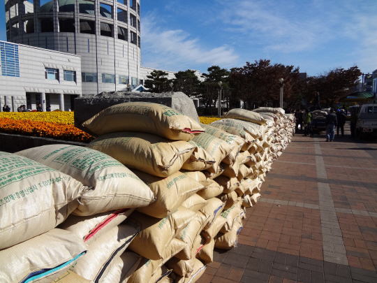 지난해 쌀값 하락으로 농민들이 관청 앞에 나락을 쌓여 있아 놓고 있는 모습. /연합뉴스