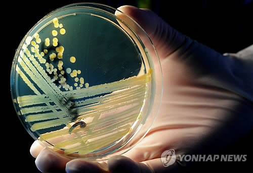 2011년 독일에서 사망자를 낸 슈퍼박테리아를 배양한 모습[EPA=연합뉴스 자료사진]