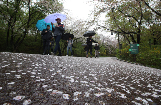 봄비가 내린 17일 서울 남산에서 우산을 쓴 시민들이 산책을 즐기고 있다. 봄비에 떨어진 벚꽃이 길을 수놓고 있다. 기상청은 18일에도 전국에 비가 올 것으로 전망했다.  /연합뉴스