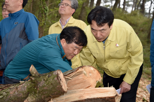 김용하(사진 오른쪽 첫번째) 산림청 차장이 소나무재선충병 감염목을 살펴보고 있다. 사진제공=산림청