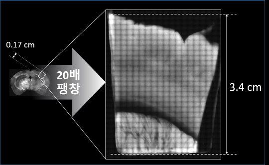 쥐 뇌의 작은 조각(세로 길이 0.17㎝)을 20배 인 3.4㎝로 확대한 모습. 이후 일반현미경으로 조직의 깊숙한 안쪽을 초고해상도로 촬영할 수 있다. /사진제공=성균관대