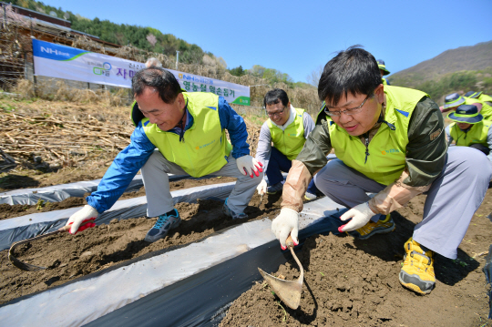 이경섭(오른쪽) NH농협은행장이 19일 자매결연 마을인 충북 진천읍 보련마을에 영농철 일손돕기 봉사활동을 나가 농작물 파종 전 비닐 씌우기 작업을 하고 있다./사진제공=NH농협은행