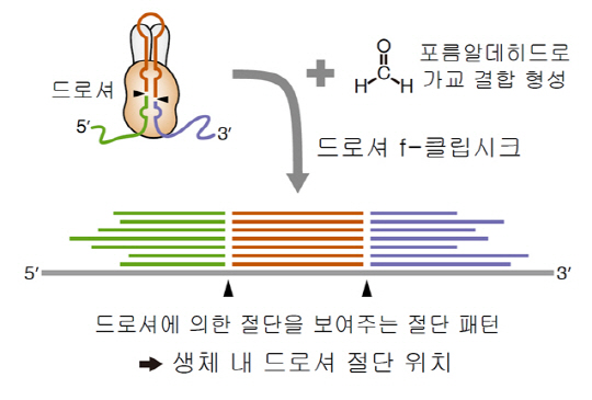 포름알데히드는 RNA와 드로셔의 결합 부위에 끼어 들어가 둘을 이어주는데, 이 상태에서 드로셔에 특이적으로 결합하는 항체를 처리하면, 드로셔에 붙어있는 RNA 산물을 염기서열 분석법으로 읽어낼 수 있다. /사진제공=IBS