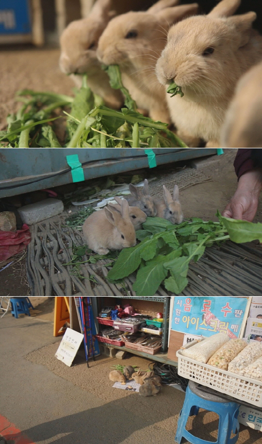 ‘TV동물농장’, 아기 토끼 6남매 보모 된 가판대 주인아저씨의 사연