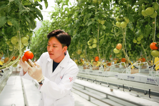 KIST 연구진이 실증팜에서 재배한 토마토를 살피고 있다./사진제공=KIST