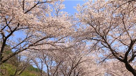 ‘한국기행’ 5월 꽃대궐 하동, 어디까지 가봤니?…벚꽃·매화꽃·취나물