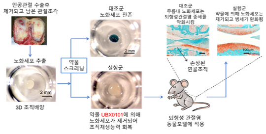 국내 연구진은 노화세포만 선택적으로 사멸시키는 의약 후보 물질인 약물 UBX0101을 발굴했다. 후보물질을 유전자 변형 생쥐에 투입하자, 퇴행성 관절염이 완화됐다. /사진제공=UNIST