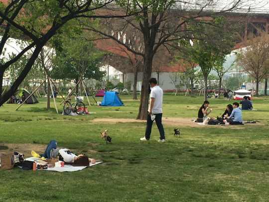 지난 2일 서울 마포구 망원한강공원에서 시민들이 애완견에게 목줄을 채우지 않은 채 휴식을 취하고 있다. /변수연기자