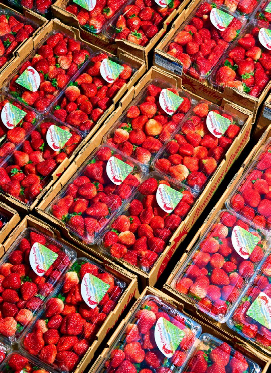 코스트코는 지난해 미국 내에서 딸기 5만 2,616톤을 수송했다. 전 세계 블루베리 운송량의 13%를 점유하기도 했다.