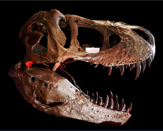 최근 연구에서 티라노사우루스 렉스가 7,800파운드의 힘으로 뼈를 부순 뒤 소화시켰다는 사실이 확인됐다./사진제공=뉴욕타임스