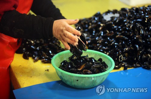 부산·경남 연안에서 채취한 홍합서 마비성 패류독소가 잇따라 검출/연합뉴스