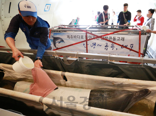 서울대공원의 남방큰돌고래 2마리가 제주 앞바다로 돌아가기 위해 특수 제작된 수송용 수조를 통해 아시아나항공의 화물 전세기로 옮겨지고 있다./사진제공=아시아나항공