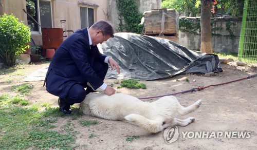 양산 사저에서 키우는 개와 문 대통령 /연합뉴스