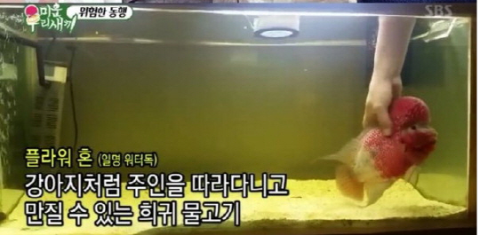 ‘워터독’ 가격? 주인을 따라다니는 희귀 물고기