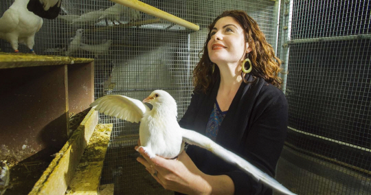 캘리포니아 대학교 데이비스 캠퍼스의 생물학자 레베카 칼리시는 수컷 비둘기와 암컷 비둘기의 차이를 연구했다.
