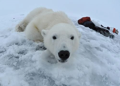지난 2009년 10월 5일, 연구를 위해 마취되었던 새끼 북극곰이 깨어나고 있다.