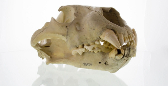 ▲ 차보 식인 사자의 두개골